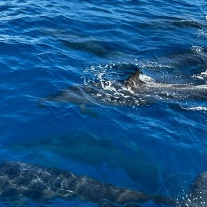Why are Dolphins Smarter Than Whales, or is This the Wrong Question?
