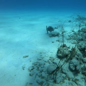 The Biodiversity Crisis