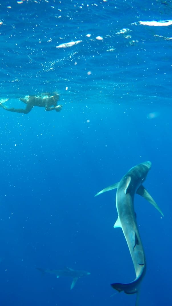 freedive azores 2