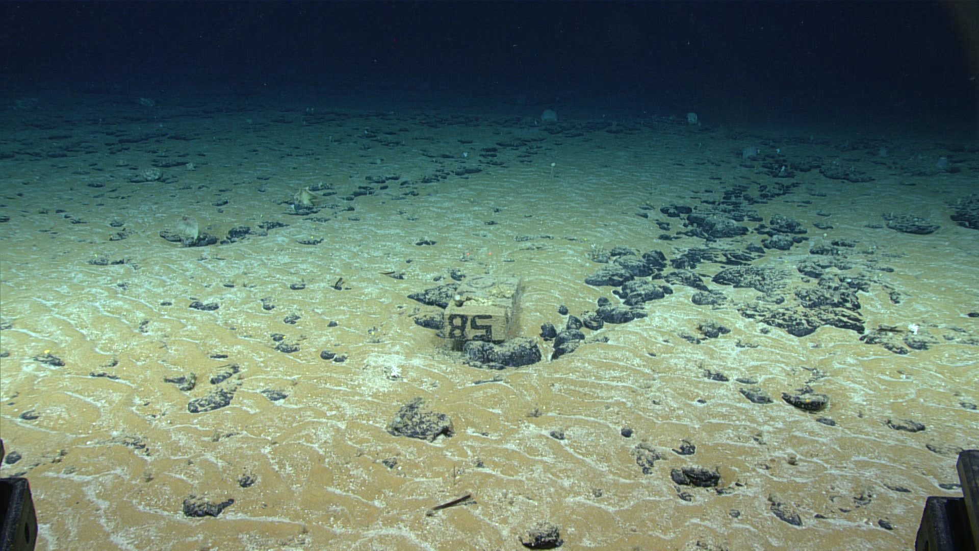 How to Advocate Against Deep-Sea Mining: Lessons from the Deep Sea Academy 2019 southeastern u.s. deep sea exploration remotely operated